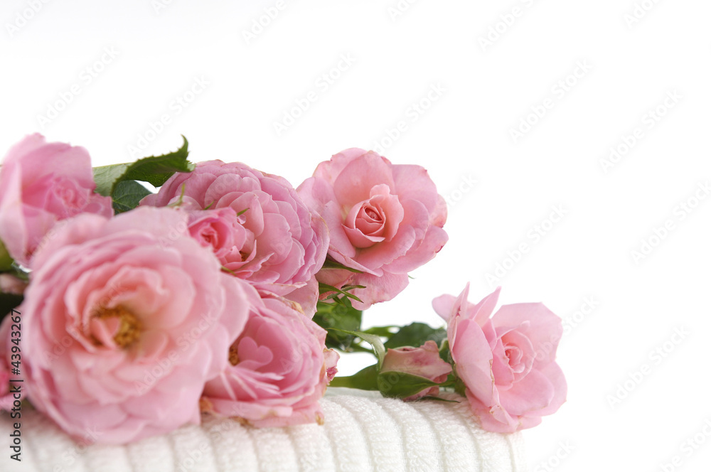 Branch pink rose on soft towel background Branch pink rose on soft towel background