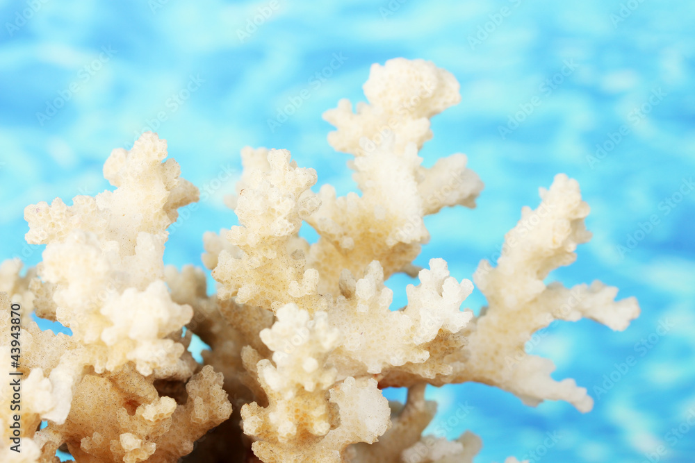 Sea coral on water background close-up Sea coral on water background close-up