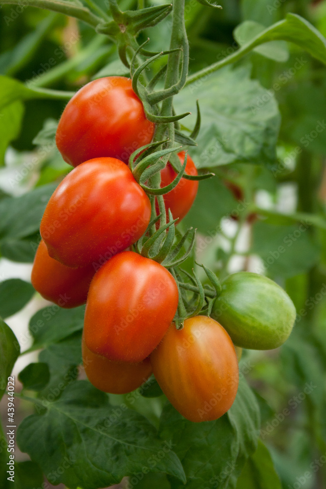 panicle tomatoes