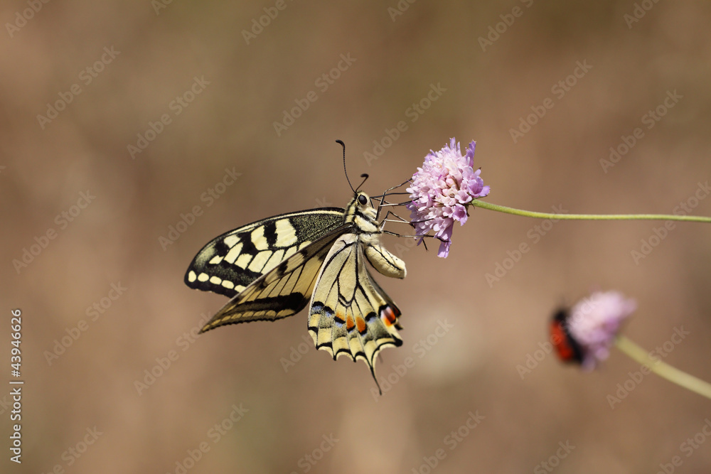 Naklejka premium papillon dans la nature