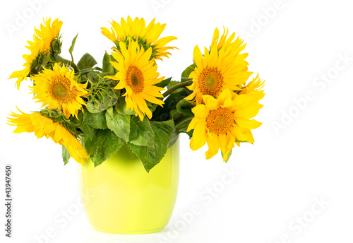fresh sunflowers in a green pot
