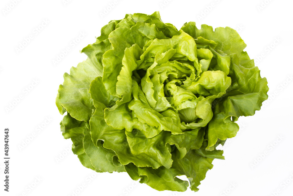 Kopfsalat Kopfsalat