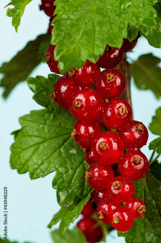 Red currant Red currant