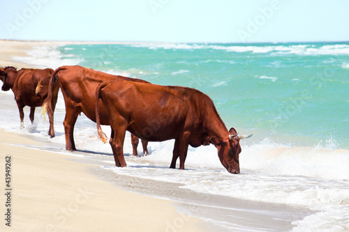 Cows drinking water from sea