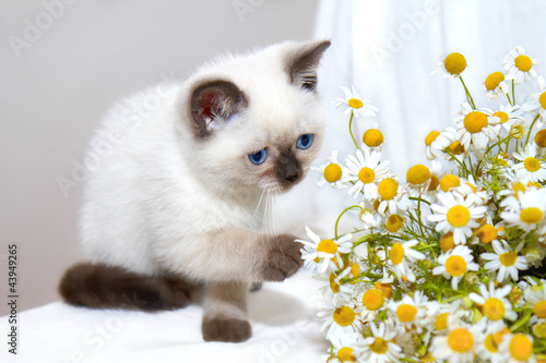 Fototapeta Naklejka Na Ścianę i Meble -  Little cat playing with chamomile