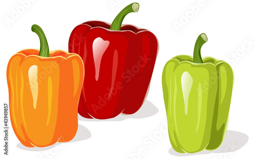 Colored pepper vector