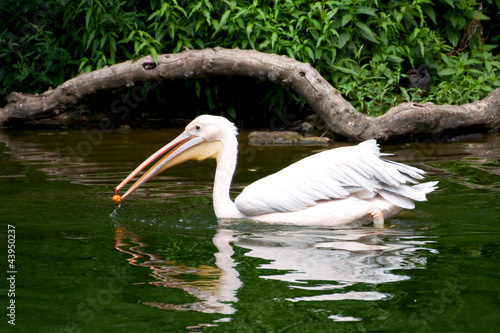 Fotografija pelican