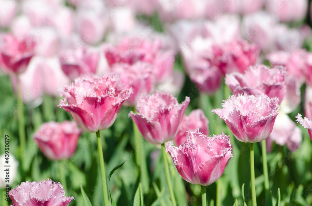 Garden with tulip flowers in summer Garden with tulip flowers in summer