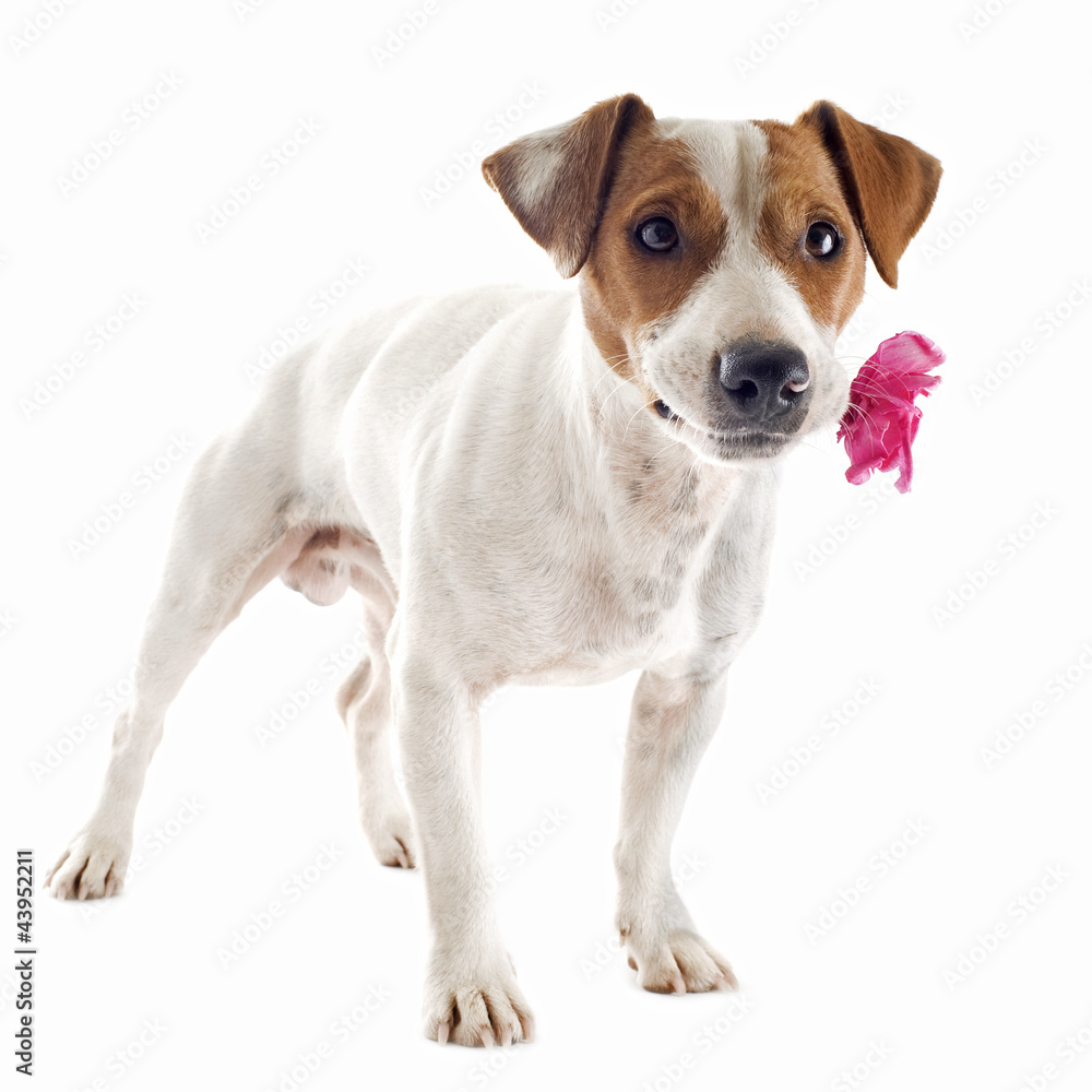 jack russel terrier with flower