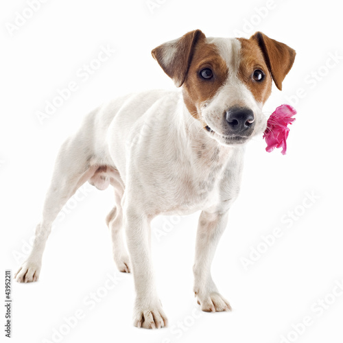 jack russel terrier with flower © cynoclub