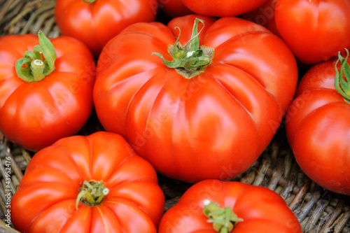 tomates du jardin 1