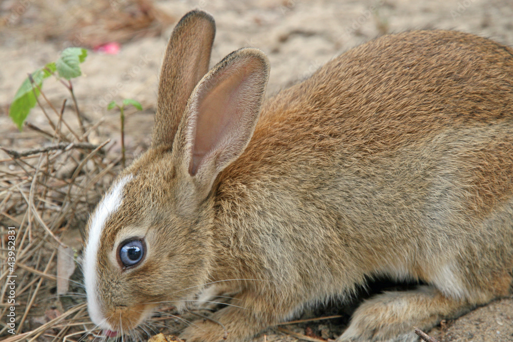 big blue eye of Rabbit with long ears while eating big blue eye of Rabbit with long ears while eating