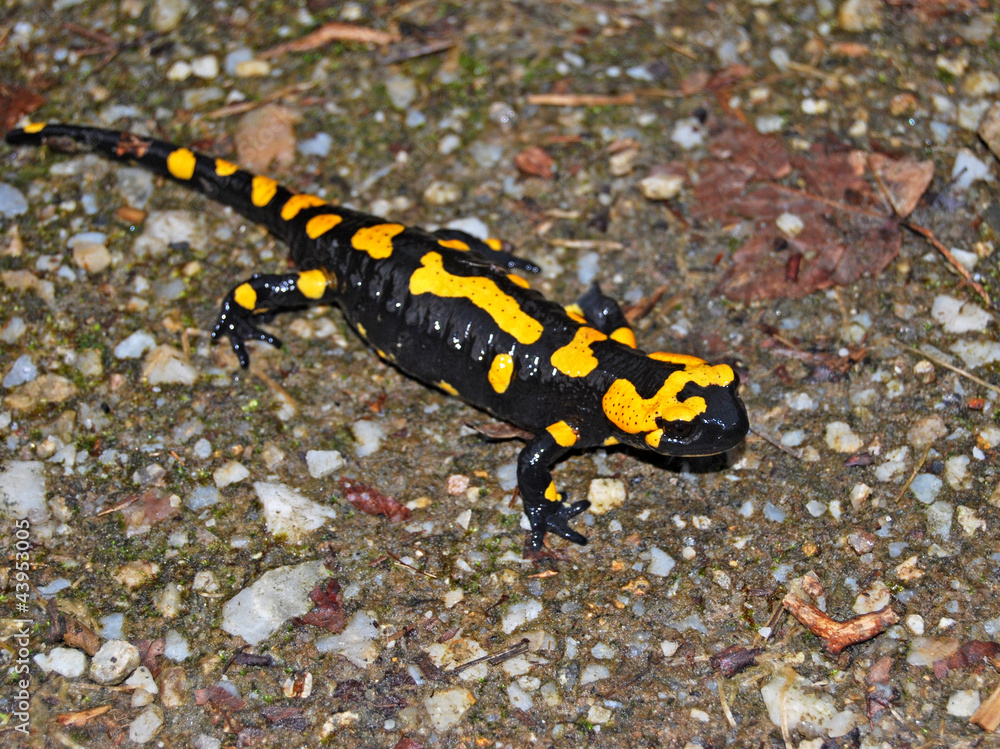 fire salamander crawling on the forest floor fire salamander crawling on the forest floor