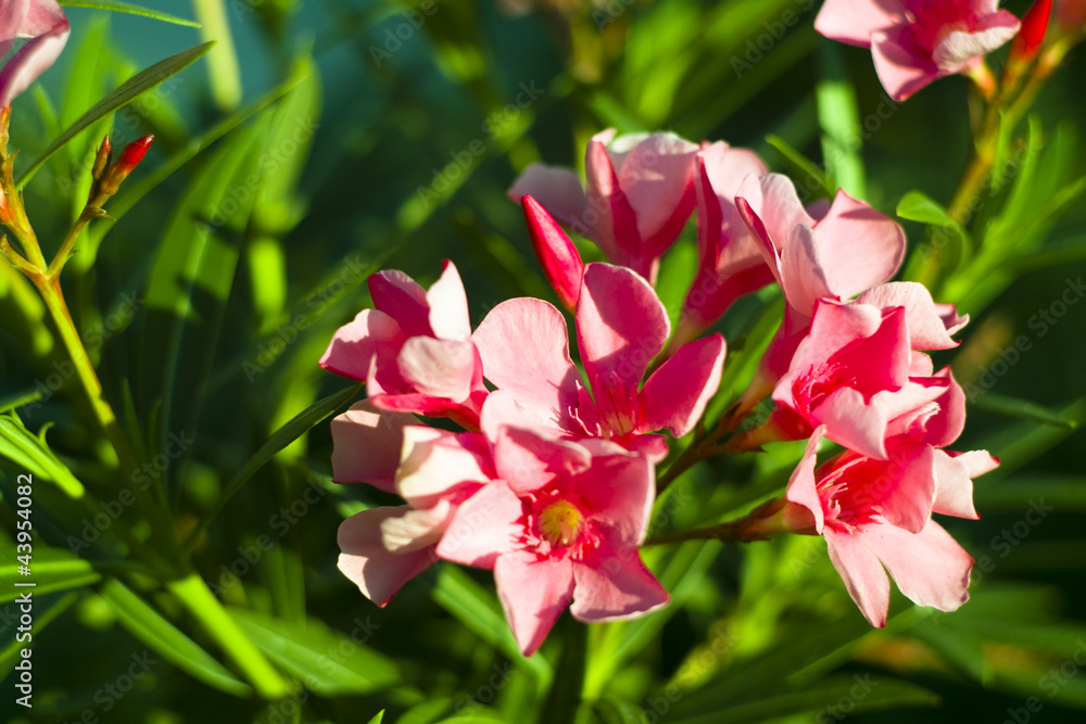 Fototapeta premium Oleander flower