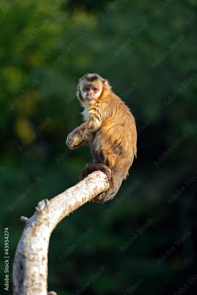 Fototapeta premium Monkey on a branch