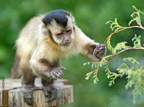 Monkey on a branch