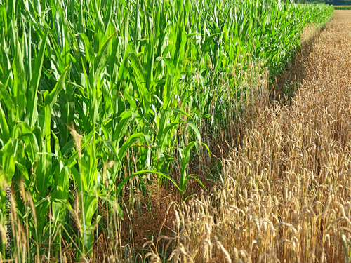 intercropping