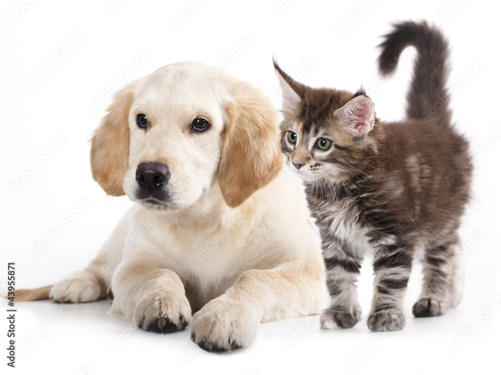 Naklejka Kot i pies