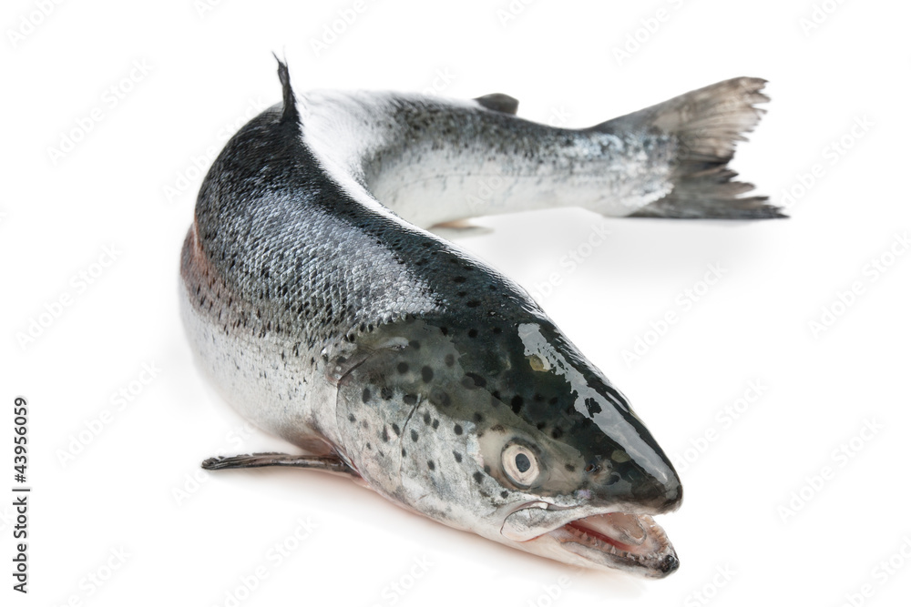 Fototapeta premium Whole salmon