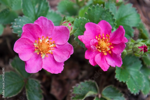 Strawberry flower