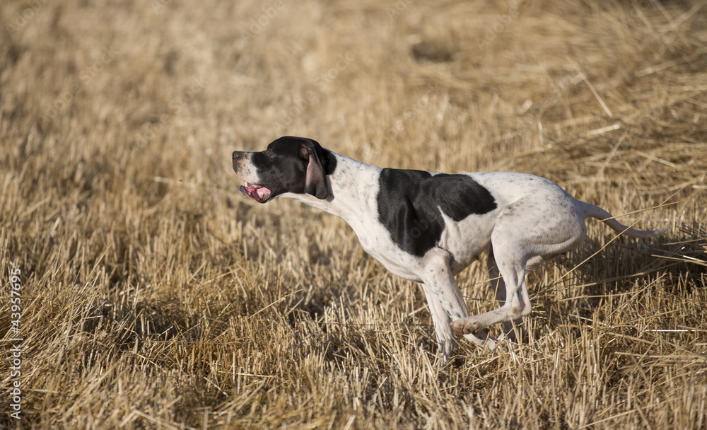 side view of pointer