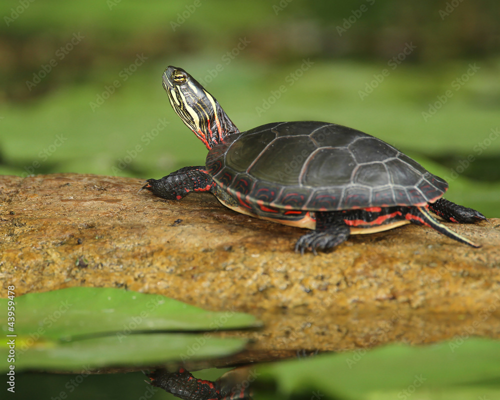 Midland Painted Turtle (Chrysemys picta) Basking on a Log Midland Painted Turtle (Chrysemys picta) Basking on a Log
