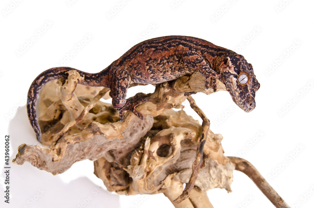 Gargoyle Gecko Gargoyle Gecko