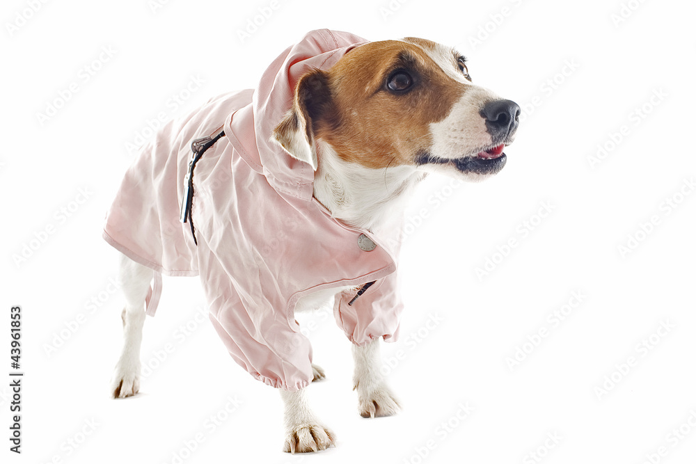 jack russel terrier and raincoat