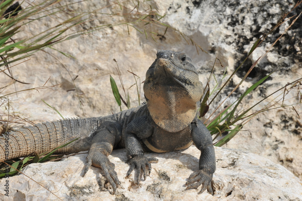 Iguana in Cancun Mexico Iguana in Cancun Mexico