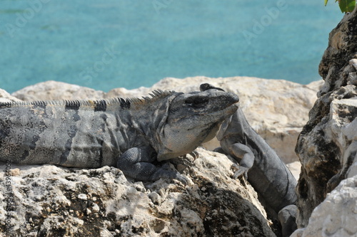 Iguana in Cancun Mexico