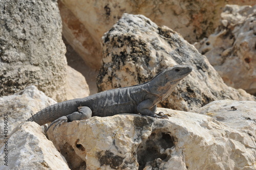 Iguana in Cancun Mexico