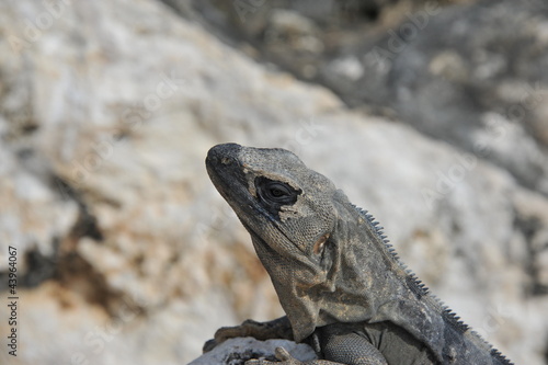 Iguana in Cancun Mexico © paulbriden