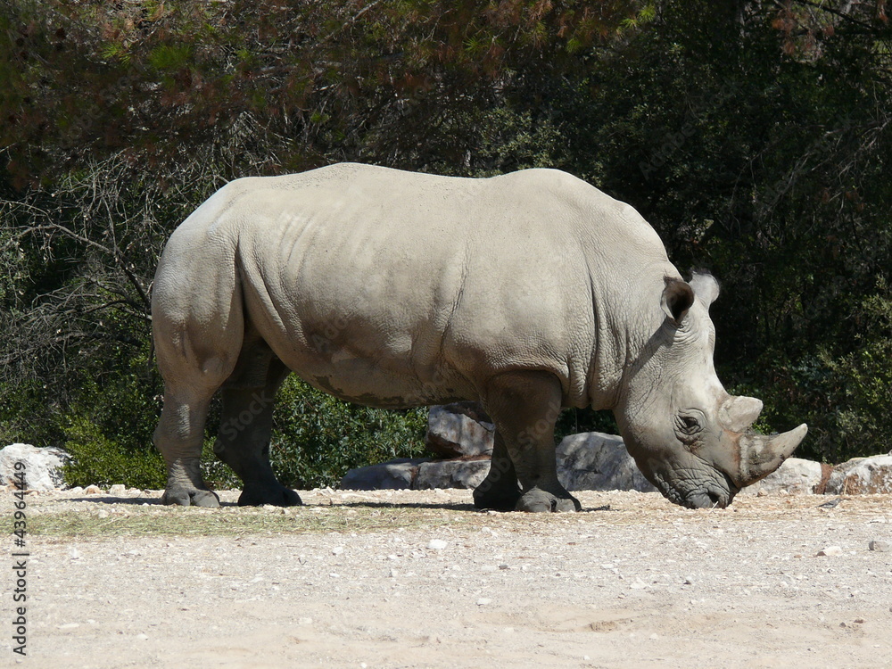 Naklejka premium Rhinocéros