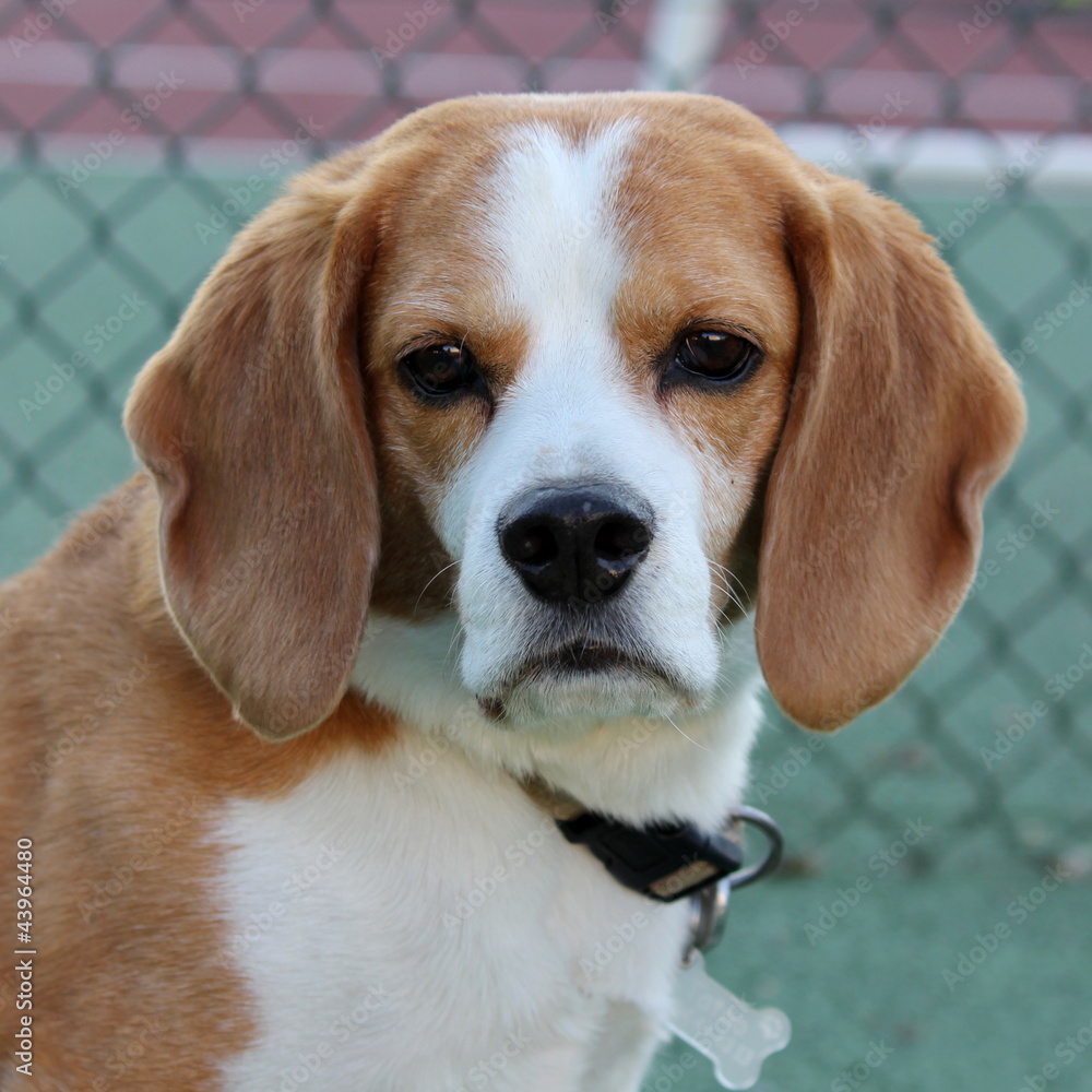 beagle portrait in tennis court