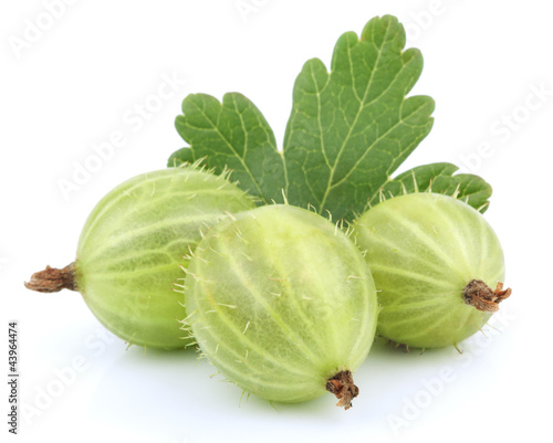 Green gooseberry fruit with leaf on white photo