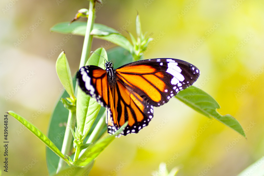 Fototapeta premium Butterflies flying Island the leaves.