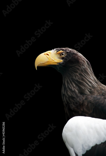 Eagle Portrait