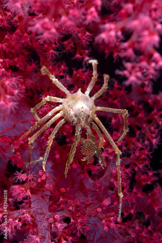 Soft coral spider crab photo