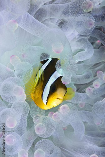 Clownfish, Amphiprion clarkii, hiding in bleached sea anemone #43966041