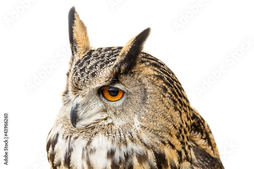 Owl close-up