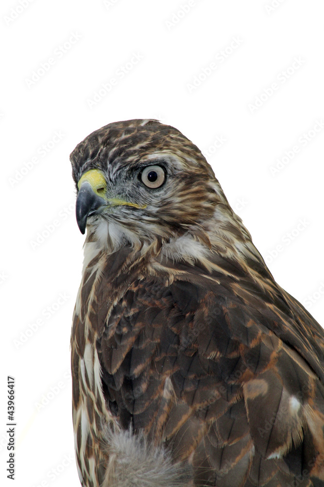 Obraz premium bird of prey
