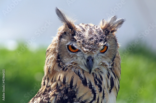 stunning owl