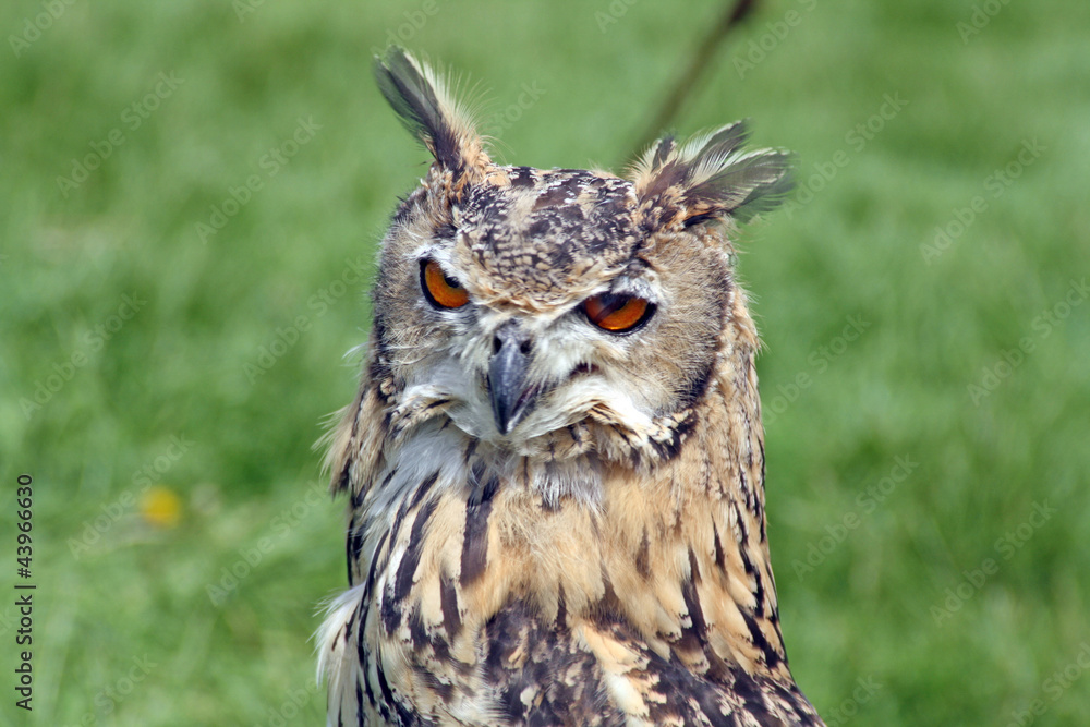 Fototapeta premium stunning owl