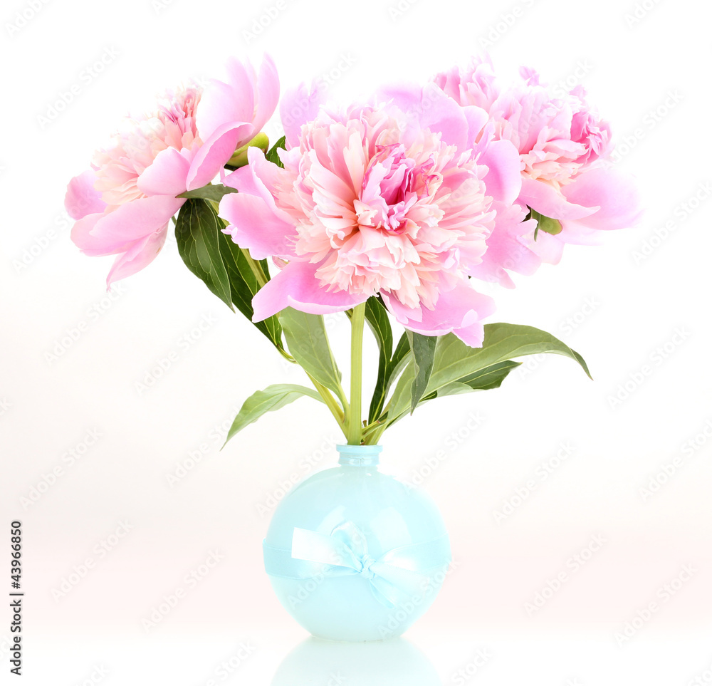 Obraz premium Three pink peonies in vase isolated on white