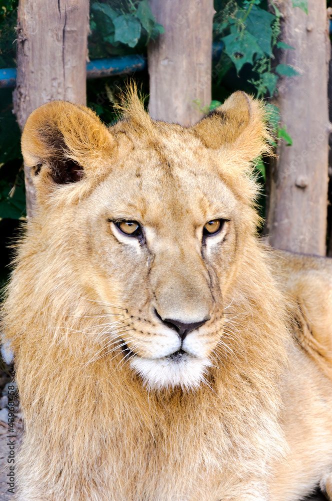 Obraz premium Male lion