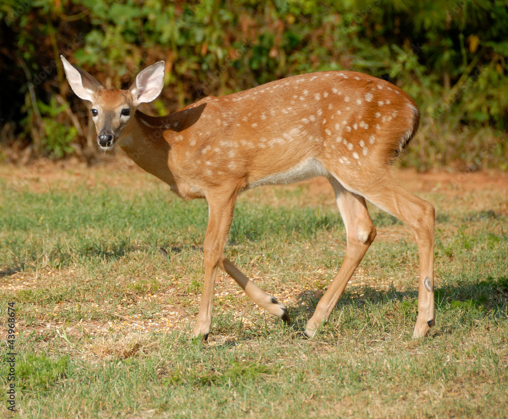 young fawn deer young fawn deer