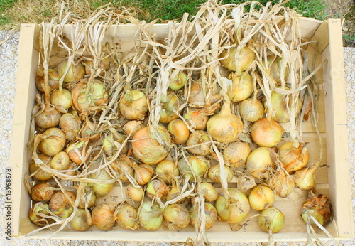 récolte d'oignons séchés photo