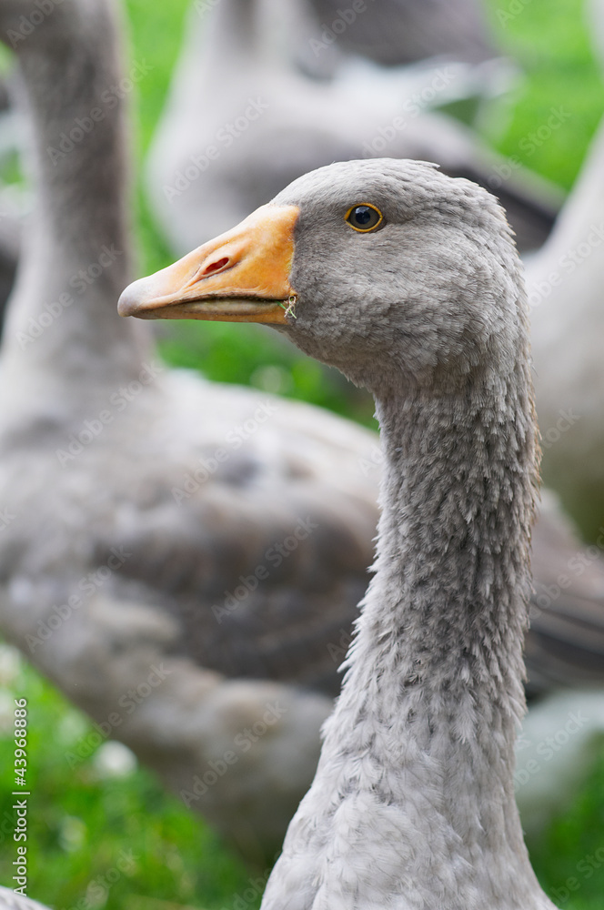 Fototapeta premium The goose is standing