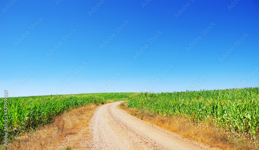 Road in Green Corn Field