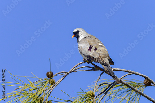 namaqua dove, ifaty